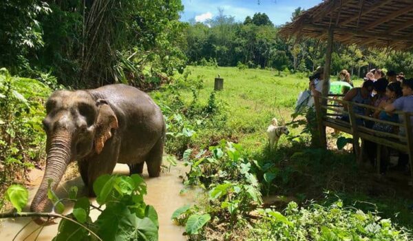 Phuket Elephant Sanctuary Phuket Elephant Sanctuary