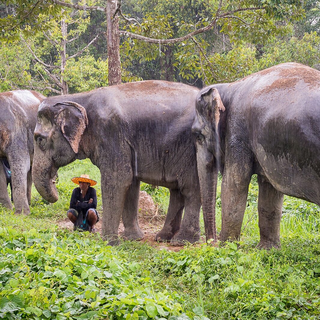 Phuket Elephant Sanctuary