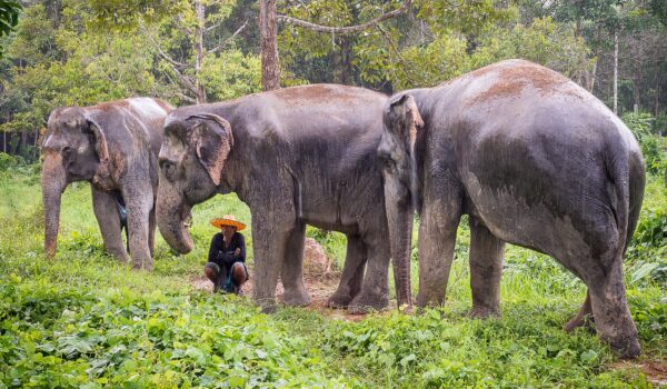 Phuket Elephant Sanctuary Phuket Elephant Sanctuary